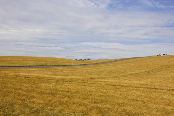 Campi di orzo rotolamento — Foto Stock