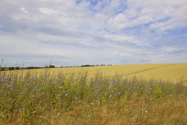 Fleurs de chicorée bleue et champs d'orge dorée — Photo