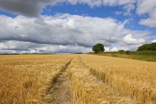 Goldene Gerste zur Erntezeit — Stockfoto