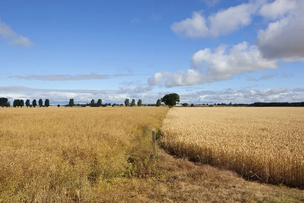 Canola y trigo — Foto de Stock