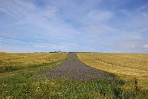 Ackerland mit Phacelia — Stockfoto