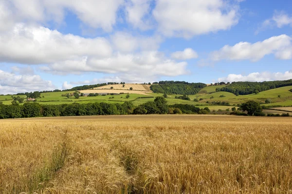 Una pista de granja de ladera cubierta de hierba con phacelia y flores silvestres — Foto de Stock