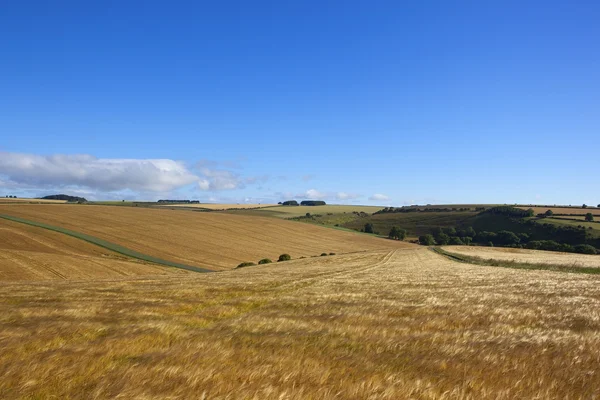 Extensive golden barley — Stock Photo, Image