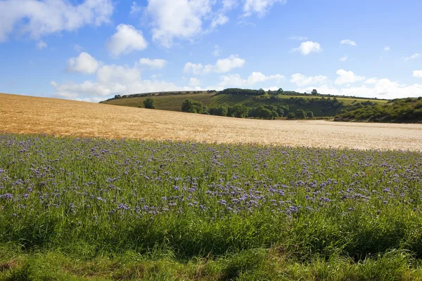 大麦の作物と phacelia の花 — ストック写真