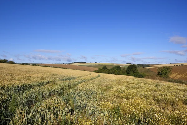 Grön vete och mayweed — Stockfoto