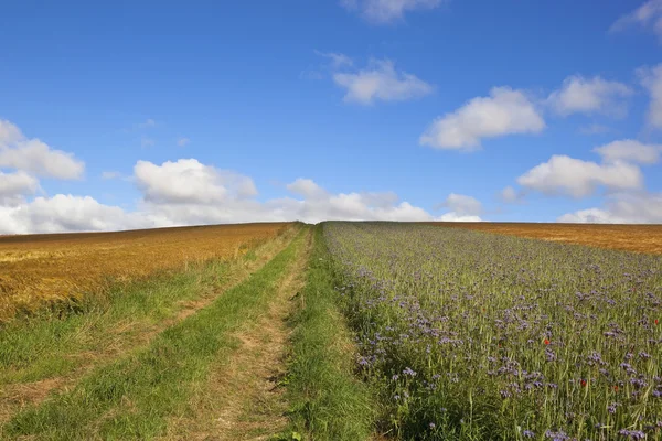 Una pista de granja de ladera cubierta de hierba con phacelia y flores silvestres —  Fotos de Stock