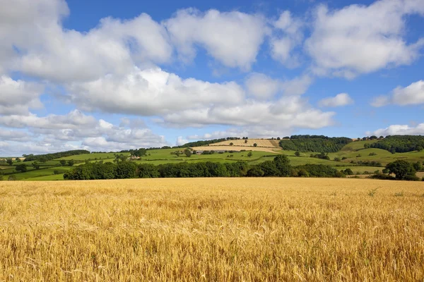 Paisaje con cultivo de cebada — Foto de Stock