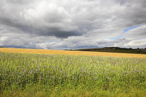 Phacelia gröda och dramatisk himmel — Stockfoto