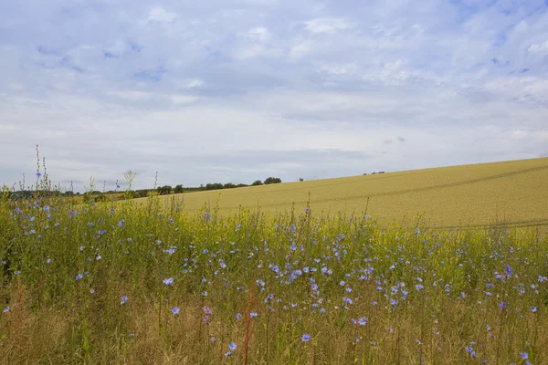 Zichorienblüten und Gerste — Stockfoto