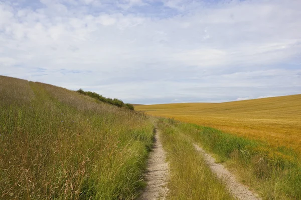 Zemědělská track a ječmen pole — Stock fotografie