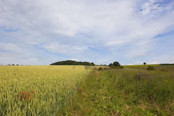 Vallmo blommor och spelet cover — Stockfoto