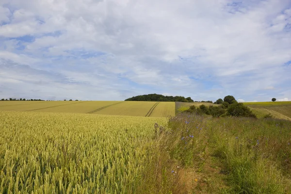 Yorkshire wolds wheat field — Stock Photo, Image