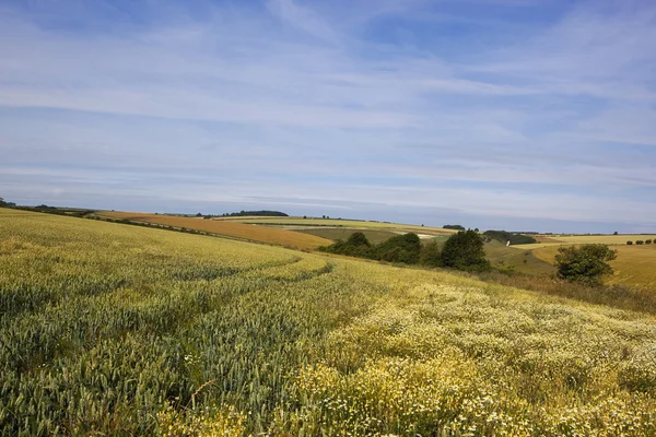 Wheat and mayweed — Stock Photo, Image