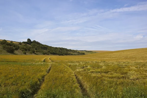 Wooded hillside with barley — Stock Photo, Image