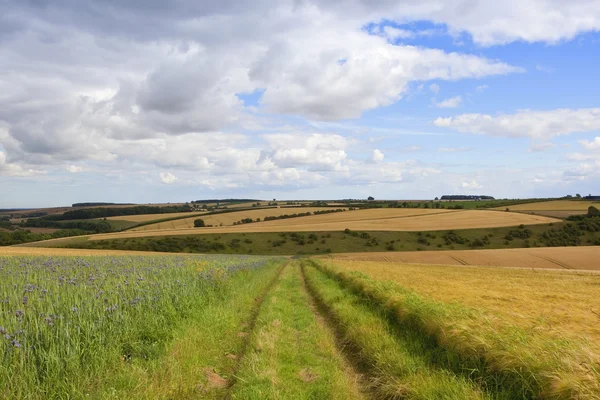 Rolnych krajobraz lato — Zdjęcie stockowe