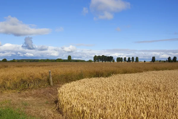 Yorkshire wheat and canola — Stock Photo, Image