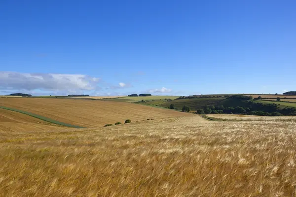 Flowing barley crop in summer — Stock Photo, Image