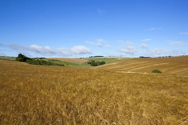 Paisaje de cebada dorada — Foto de Stock