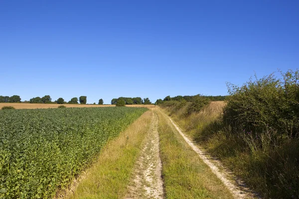 Bohnenfeld und Reiterweg — Stockfoto