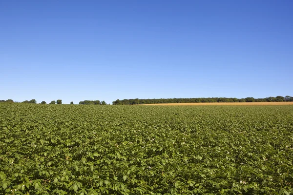 Potato crop in summer — Stock Photo, Image