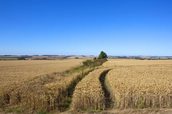 Goldene Weizenlandschaft — Stockfoto