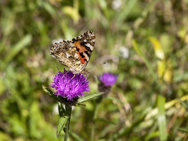 Painted lady butterfly — Stock Photo, Image