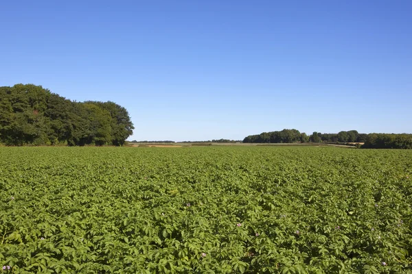 Potato crop with trees — Stock Photo, Image