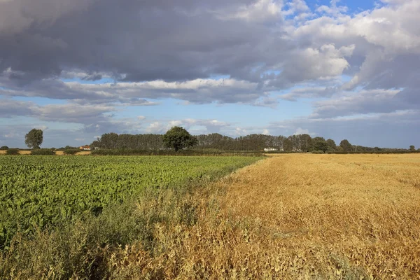 Ärter och sockerbetor grödor — Stockfoto