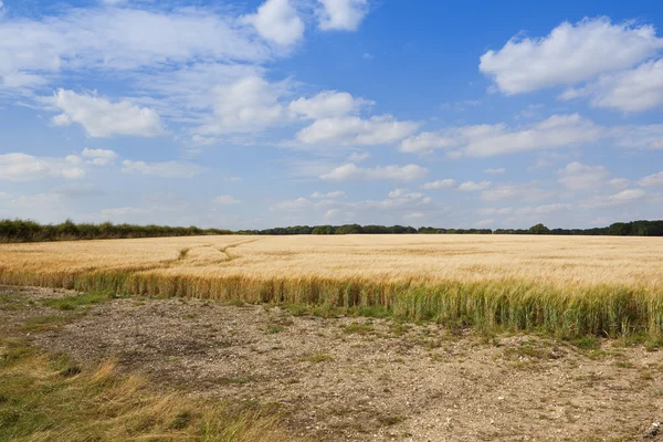 夏のゴールデンの大麦 — ストック写真