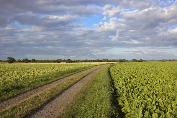 Sugar beet and potato crops — Stock Photo, Image