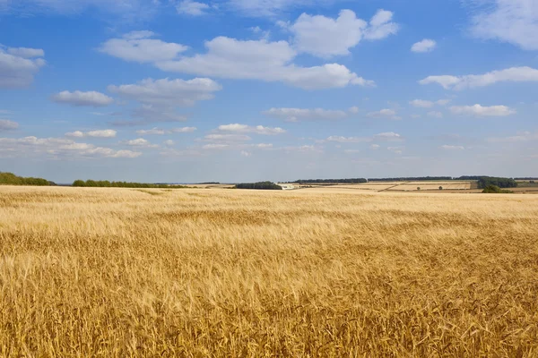 Extensive barley fields — Stock Photo, Image