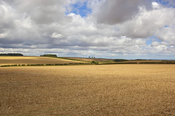 Abgeerntete Felder im Sommer — Stockfoto