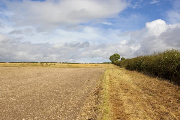 Hedgerow with cultivated field — Stock Photo, Image