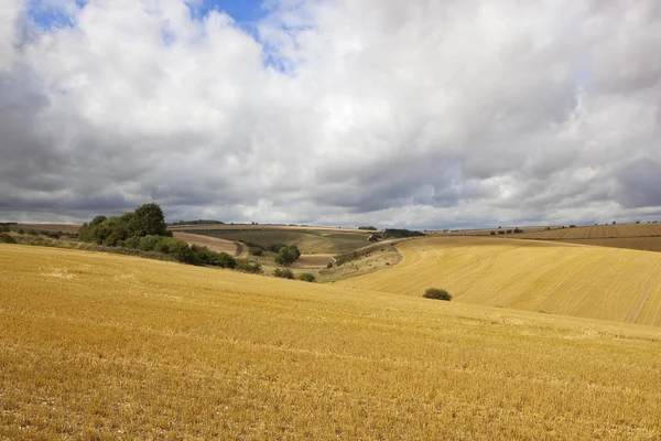 Paisagem tempo de colheita com campos de restolho dourado — Fotografia de Stock