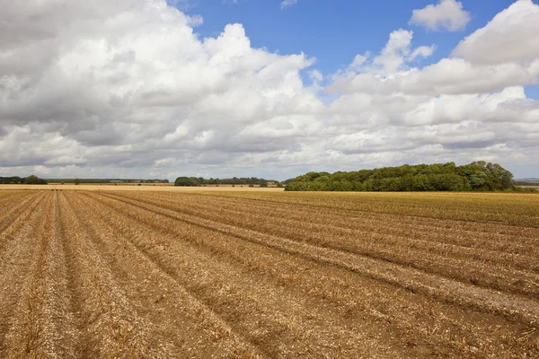 Ridges et sillons d'un champ de pommes de terre en été — Photo