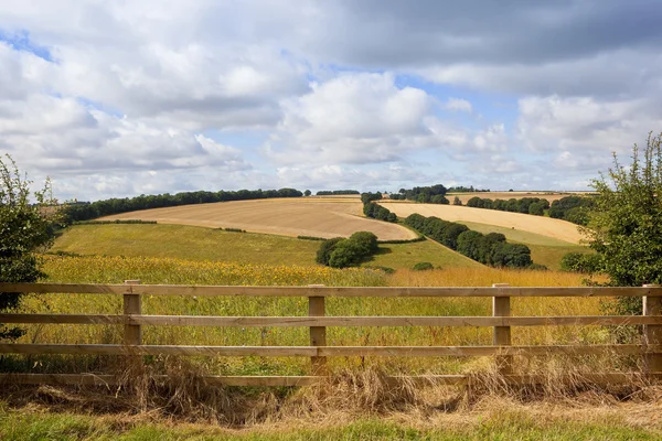 Une prairie de fleurs sauvages à flanc de colline en été — Photo