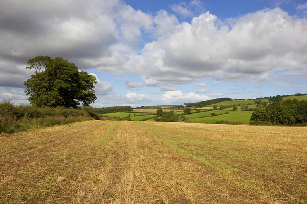 Agrarlandschaft im Sommer — Stockfoto