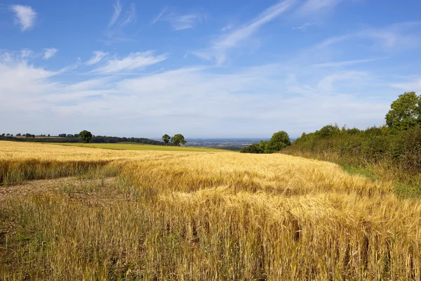 Korn fält med utsikt Stockbild