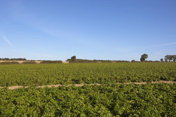 Potato crop in late summer — Stock Photo, Image