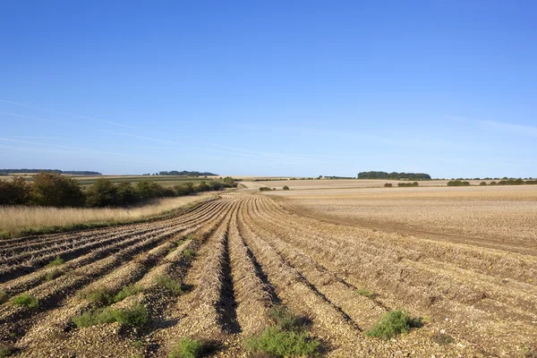 Kartoffelreihen im Spätsommer — Stockfoto