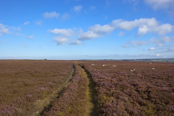 Moorland tracks — Stock Photo, Image