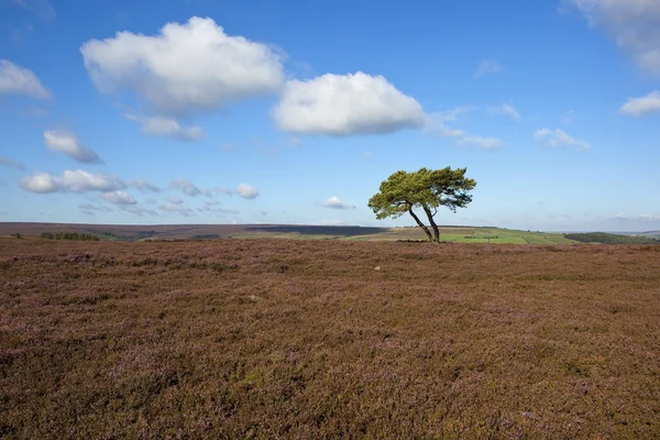 Lone tree med moorland — Stockfoto