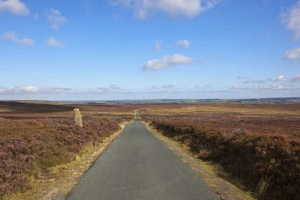 Landes route de campagne — Photo