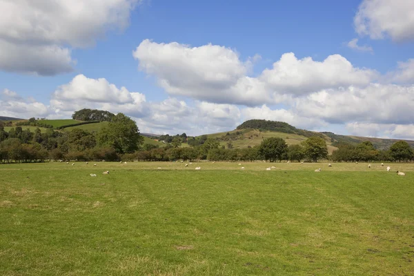 Paisaje de ladera — Foto de Stock