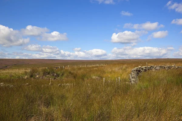 Rushes and heather landscape — Stock Photo, Image