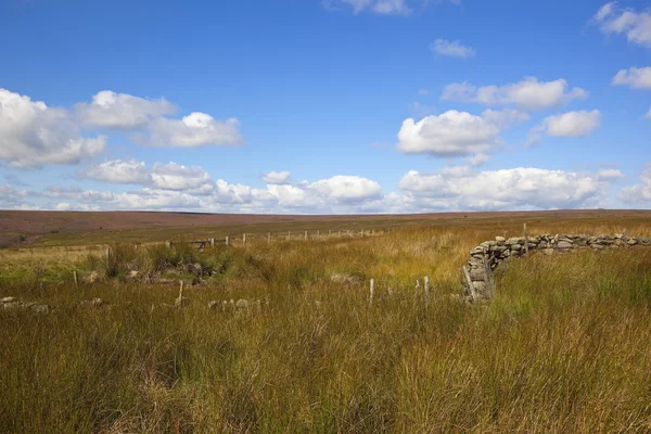 Juncos y brezo paisaje — Foto de Stock