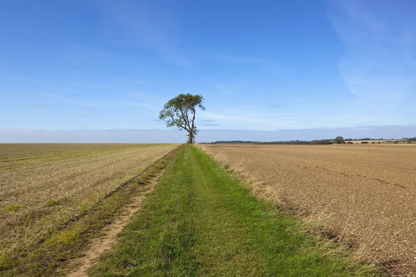 Chalky soil and ash tree — Stock Photo, Image