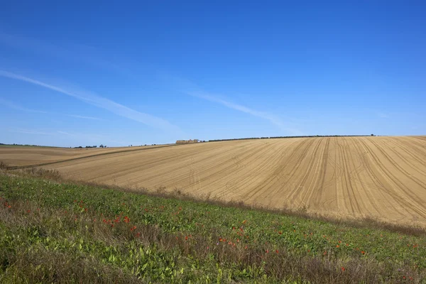 Autumn poppies and field patterns — Stock Photo, Image