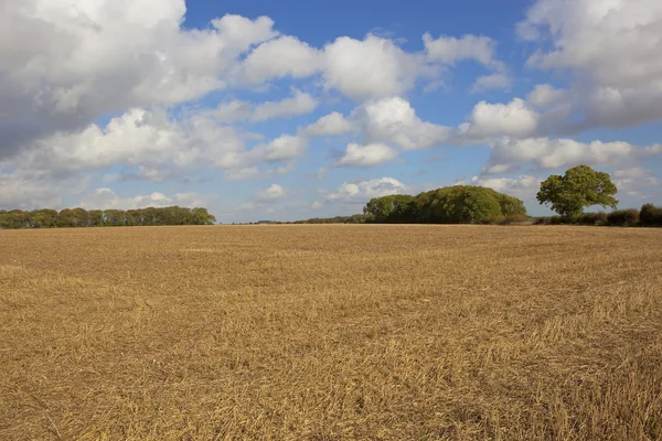 Harvested field with oak trees — Stock Photo, Image