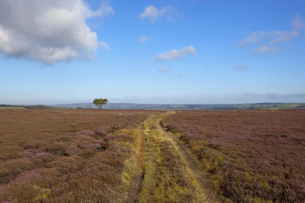 Moorland gård spår med tall — Stockfoto